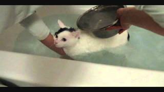 Cat taking a bath mooooooo mooooooo [upl. by Faith]