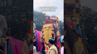 Tumkur Dasara 2024 Jambu savaari Nandishettytumkur tumkur dasara mysoredasara2024 shorts yt [upl. by Ajssatsan]