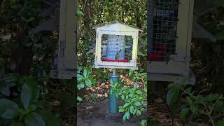 Bellbirds take turns at feeding station birds NZendemic wildlife NewZealandBirds bellbird [upl. by Rebekkah]