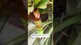 Understanding bromeliad care houseplants bromeliads indoorplants [upl. by Allac911]