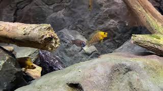 Cyprichromis leptosoma “Kitumba” males fighting blue vs yellow [upl. by Iruyas]