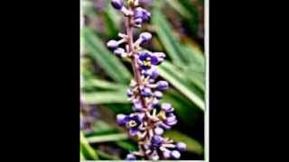 Liriope muscari Liliengewächse [upl. by Niltac]