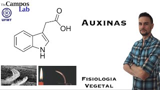 Auxinas 33 Biossíntese e Sinalização [upl. by Beaumont896]