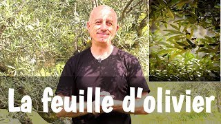 La feuille dolivier [upl. by Henka53]