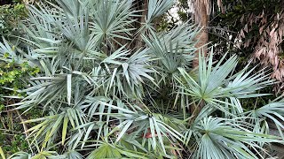 Silver Saw Palmetto  Serenoa repens [upl. by Carlton]