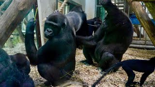 Gorillas Are Wary When Silverback Approaches Baby [upl. by Linker]