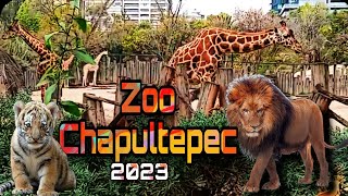 Conoces el Zoológico de Chapultepec 🦒 cdmx 2023 [upl. by Scott]