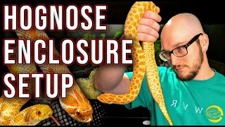 Hognose Snake Enclosure Setup On ANY Budget in 2022 [upl. by Nwatna553]