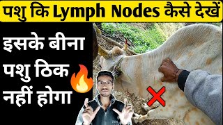 पशु में Limph Nodes कैसे देखते हैं Lymph Nodes Examination In TheileriaSurrabutalexBerenil [upl. by Pascasia]