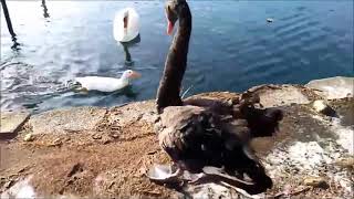 Whooper Swan vs Black Swan Muscovy duckAmerican cootamp Common Gallinule at end read description [upl. by Hailey]