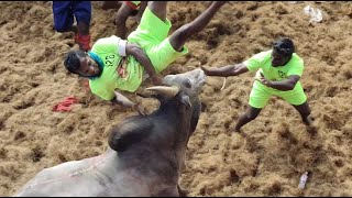 Alanganallur Jallikattu 2023 Videos அலங்காநல்லூர் ஜல்லிக்கட்டு 2023 Videos [upl. by Natsirt]