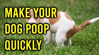 How To Make Your Dog Poop QuicklyAmazing Dogs [upl. by Velma224]