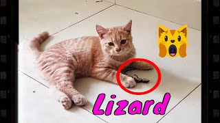 Cat Catching Lizard Outside Into My Home And Playing With It 2  Viral Cat [upl. by Ainekahs]