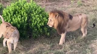 Lion Pride Maasai Mara National Reserve kenya safari travelvlog [upl. by Paddie402]