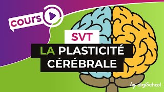 SVT BAC S  La plasticité cérébrale [upl. by Rubenstein]