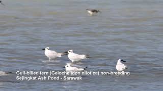 Gullbilled tern Gelochelidon nilotica nonbreeding  Sejingkat Sarawak  Ash Pond nature birds [upl. by Aihsenad]