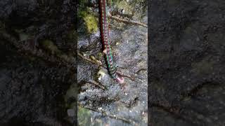 Beautiful Iridescent Earthworm🪱 nature earthworm iridescent naturewonder annelida worms worm [upl. by Ailongam]