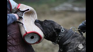 Perro de Presa Canario  Arnold von Baden  dogo canario schutzhund psa ipo  AVD  De la Arena [upl. by Tedi]