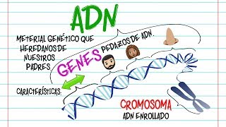 🔬ADN Gen y Cromosoma DIFERENCIAS🔬 Fácil y Rápido  BIOLOGÍA [upl. by Leighland]