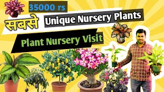 Unique Nursery Plants Visit  Plant Nursery Visit  Nursery Plant Visit fruitplantnursery plants [upl. by Onitsuj]