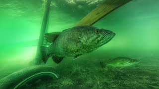 How to Catch Bass Around Docks with Wacky Rigs [upl. by Anaid]