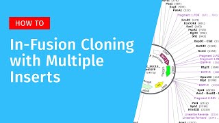 InFusion Cloning with Multiple Inserts in SnapGene [upl. by Weisler]