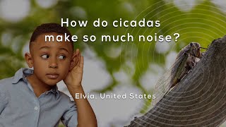 How do cicadas make so much noise [upl. by Vanny]