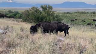 ANTELOPE ISLAND BISON GRAZING UP TO ROAD DURING RUT [upl. by Edrock339]