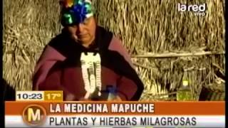 Medicina Mapuche Plantas y hierbas milagrosas [upl. by Ynaiffit]