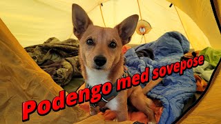 Podengo med sovepose [upl. by Pascale]