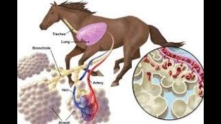 Equine Respiratory Diseases [upl. by Grimbald407]