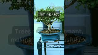 Bonsai Pruning Tips bonsai love shorts howto garden how plants gardening [upl. by Meekah438]