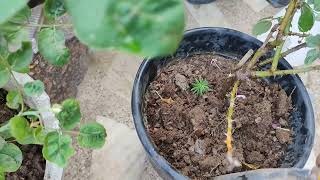 gulab ka paudha lagane ka tarikahow to grow and care rose plantroserose flower garden [upl. by Ahkihs]