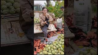 Harvest fresh and juicy maple berries [upl. by Rockwood]