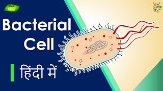 Bacterial Cell क्या है  संरचना और कार्य  Microbiology  Basic Science Series Hindi [upl. by Lertram]