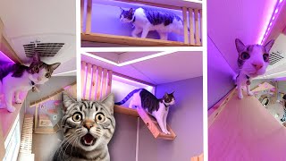 DIY Cat Wall Shelf StepbyStep Tutorial [upl. by Epps882]