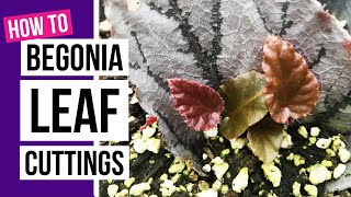 How to propagate Begonias from leaf cuttings  Begonia care tips [upl. by Berman]