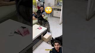 Smart dogs takes money funny viralvideo reaction facts youtubeshorts subscribe foryou shorts [upl. by Stoneham]