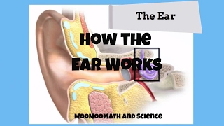 How the ear works [upl. by Jadwiga97]