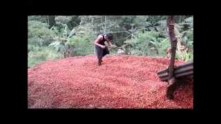 Gayo Coffee Farm Pulper Process [upl. by Stinson802]