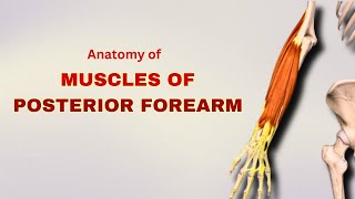 Muscles of Posterior Compartment Forearm  Anatomy Tutorial  Doctor Speaks [upl. by Assilaj]