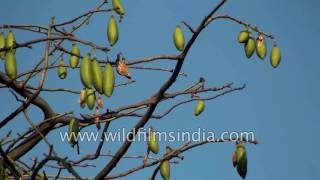 Ceiba pentandra or Kapok Silk cotton tree [upl. by Estrellita469]