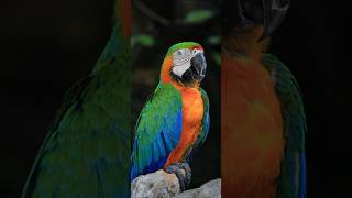 Top most beautiful macaw parrot  Ringneck parrot talking  Speaking parrot  Birds Guardian Pets 🦜 [upl. by Evie]