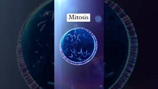 From Prophase to Telophase A Visual Guide to Mitosis Explained shorts viral science biology [upl. by Nanji722]