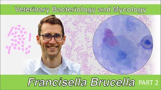 Francisella and Brucella Part 2  Veterinary Bacteriology and Mycology [upl. by Eniagrom939]