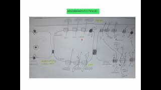 CORSO DI FISIOLOGIA UMANA  LEZIONE 28 DI 81  FISIOLOGIA APPARATO DIGERENTE  PARTE 10 [upl. by Ange]