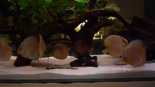 Symphysodon Heckel WF Heckel Discus Wild [upl. by Adnyleb]