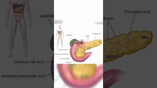 Pancreas  Pancreas physiology  Pancreas [upl. by Alludba419]