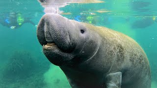 Swimming With MANATEES in Crystal River Florida [upl. by Tacklind]