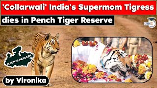 Collarwali  Supermom Tigress Who Gave Birth To 29 Cubs Dies In Madhya Pradesh  MPPSC UPSC Exams [upl. by Pacien]